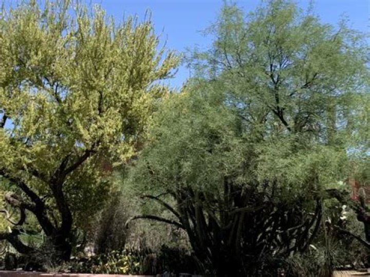 Tucson Electric Power Trees: A Sustainable Energy Source for the Future