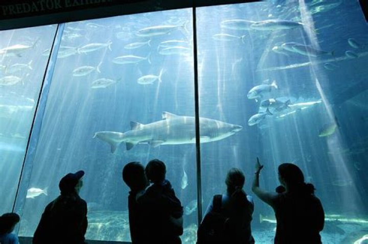 Two Oceans Aquarium Cape Town: Your Ultimate Guide to Marine Wonders