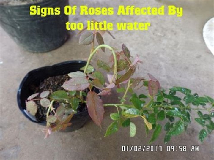 Underwatered Roses: Reviving Beauty and Bringing Back Life
