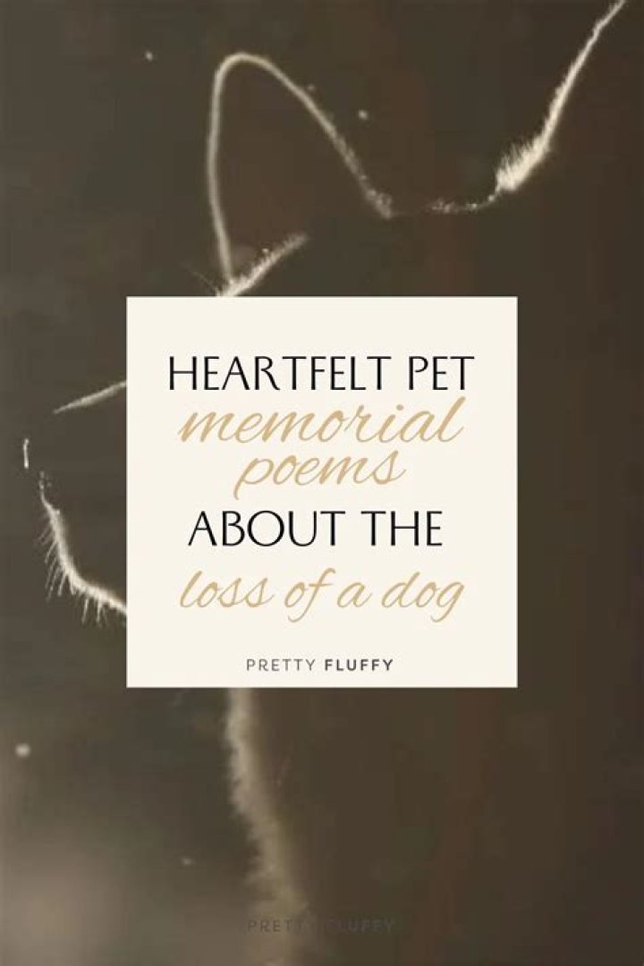 Unleashing the Secrets of Dogxxxxxxx: A Canine Companion Like No Other