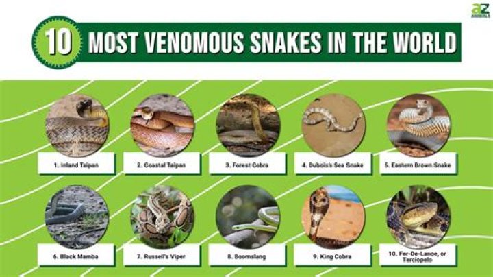 Venomous Snakes of New Zealand: Unveiling the Mysteries of Native and Introduced Species