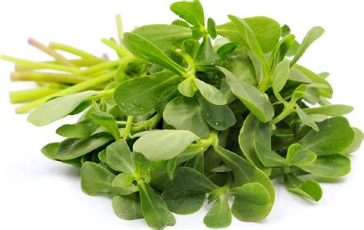 Verdolagas in English: Unlocking the Secrets of This Versatile Herb