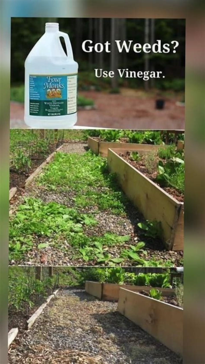 Effective Weed Killer with Essential Oils: A Safe and Eco-Friendly Solution