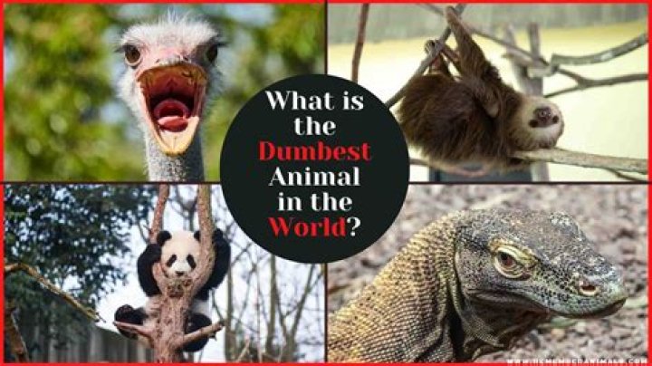 What's the Dumbest Animal in the World? Exploring Intelligence Across Species
