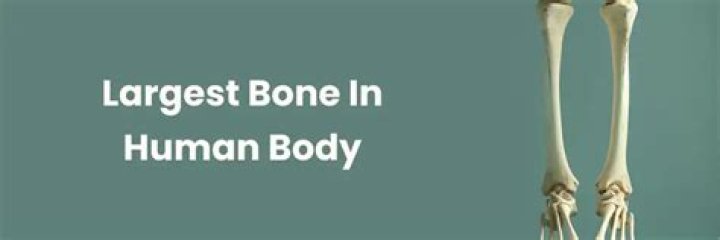 What's the Largest Bone in the Human Body? A Comprehensive Guide