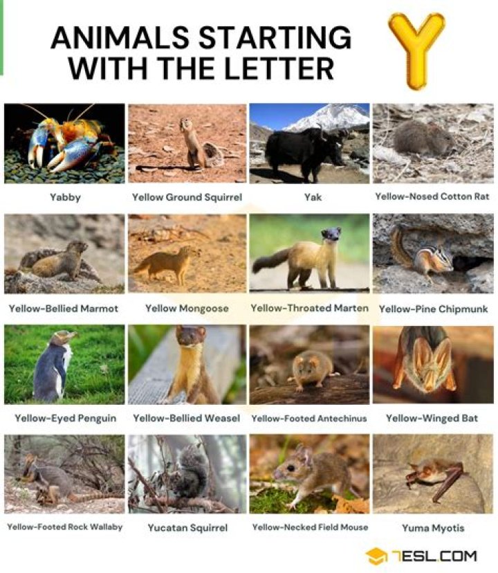 Exploring Animals That Start With the Letter E: A Comprehensive Guide