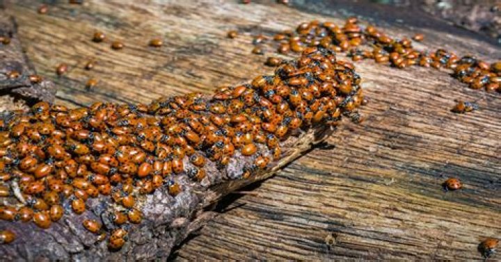 What Causes Ladybug Infestation: A Comprehensive Guide
