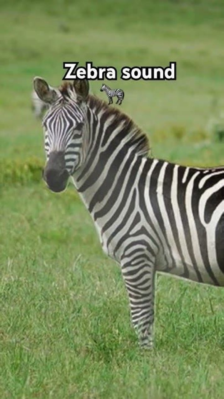 What Does a Zebra Sound Like? Exploring the Unique Vocalizations of Zebras