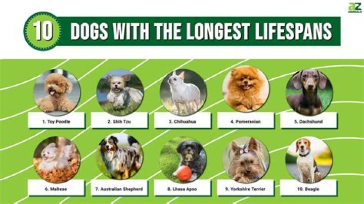 What is a German Shepherd's Lifespan? Understanding Their Longevity and Health