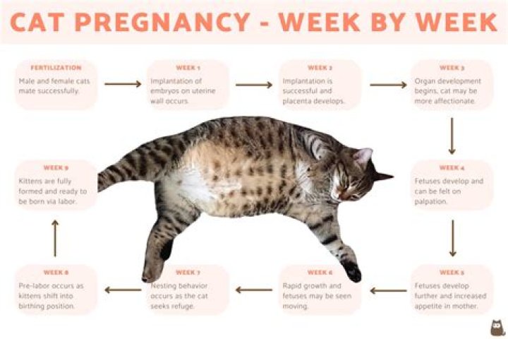 What is Gestation for Cats: A Comprehensive Guide to Feline Pregnancy
