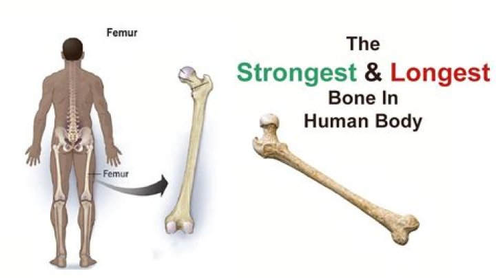 What is the Largest Bone in the Human Body? Exploring the Fascinating Role of the Femur