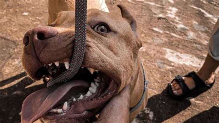 What is the Bite Force of a Pitbull? Understanding the Strength and Temperament