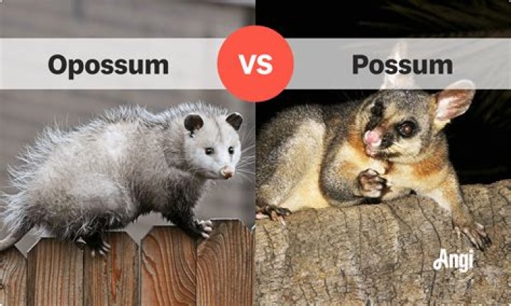What is the Difference Between Opossum and Possum? A Comprehensive Guide