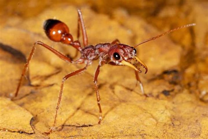 What is the Most Dangerous Ant in the World? A Comprehensive Guide