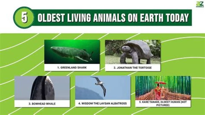 What is the Oldest Living Creature on Earth? Discover the Fascinating Secrets of Nature's Longest Survivors