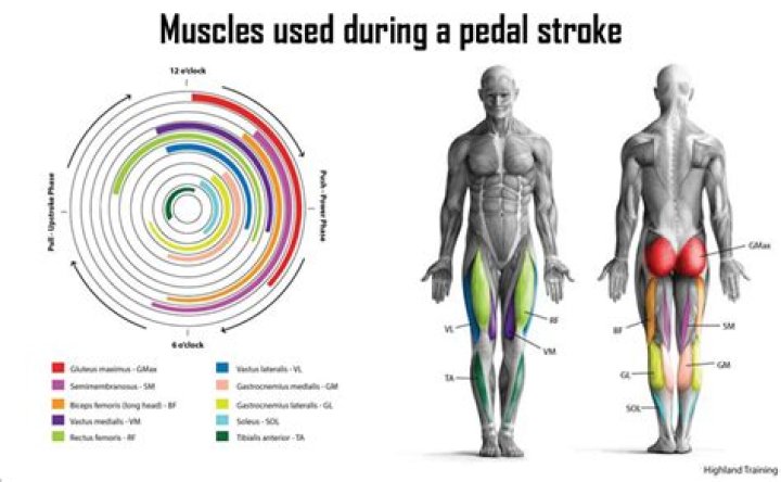 What Muscles Does Cycling Work: A Comprehensive Guide to Building Strength and Endurance