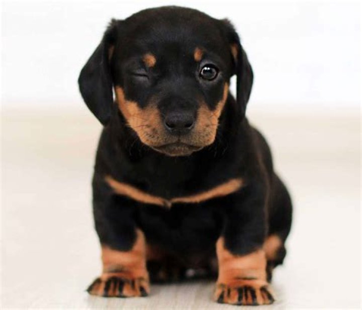 When Do Newborn Puppies Eyes Open: A Comprehensive Guide for Puppy Owners