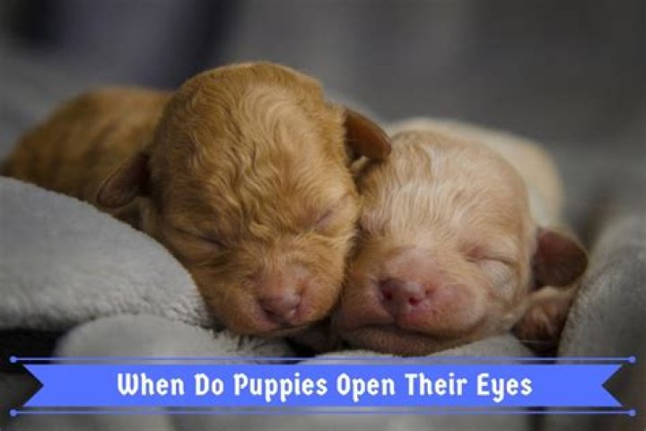 When Will Puppies' Eyes Open? A Comprehensive Guide for Puppy Owners