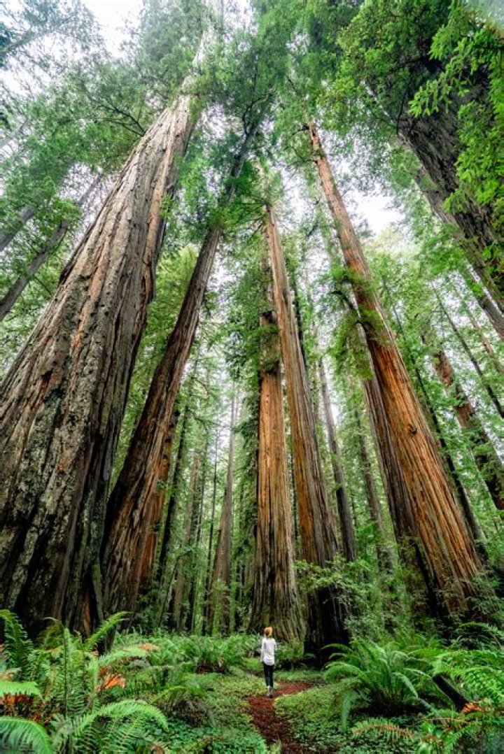 Where Are Redwoods: Discovering the Majestic Giants of the Earth
