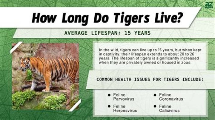 Where Can Tigers Live? Exploring Their Natural Habitats and Conservation Efforts