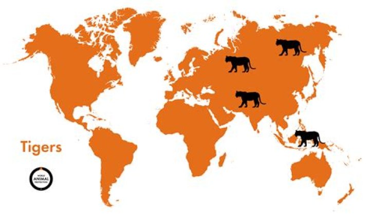 Where Do Tigers Live: A Comprehensive Guide to Tiger Habitats Around the World