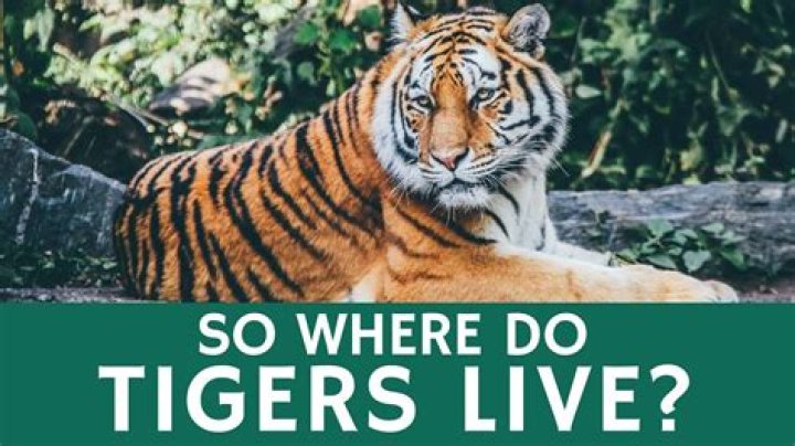 Where Do Tigers Live: A Comprehensive Guide to Understanding Their Habitats