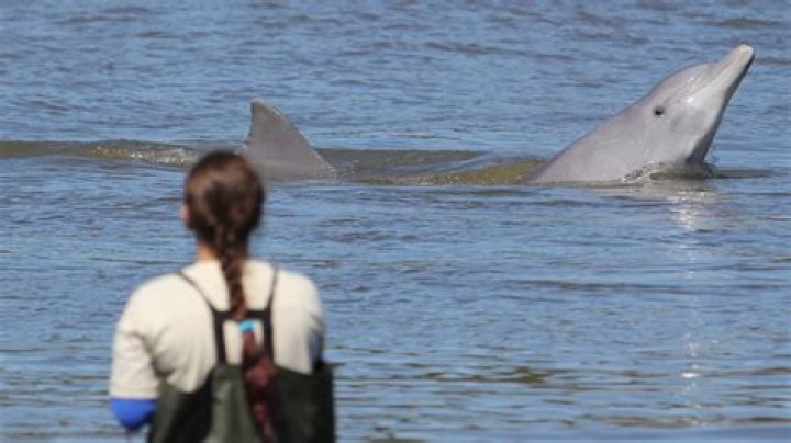 Who Got Hurt on the Dolphins Today? An In-Depth Analysis