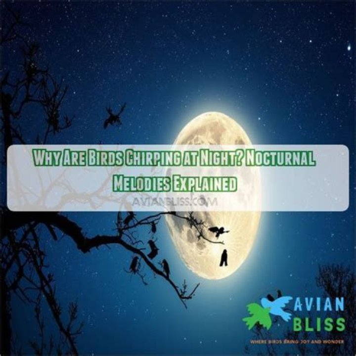 Why Are Birds Chirping at Night: Exploring the Fascinating World of Nocturnal Bird Calls