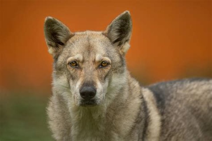 Unveiling the Mysteries of the Wolf Domestic Dog Connection