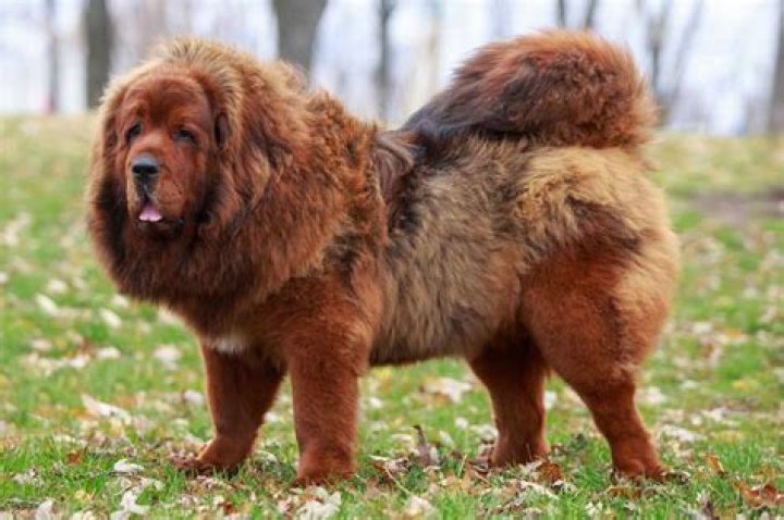 The World's Most Expensive Dog: A Comprehensive Guide to Luxury Canines