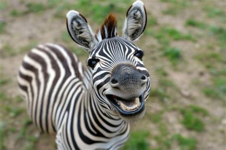 Zebra Happy: A Comprehensive Guide to the Iconic Animal